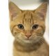 David, möchte in einem Zuhause groß werden - Kater