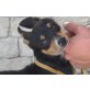 Davor,lieber Zwerg, Zwergpinscher - Rüde