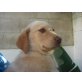 Daymon, Golden Retriever Welpen - Rüde