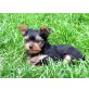 Daysi,Dustin,Dragon , Yorkshire Terrier Welpen - Rüde
