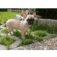 Daysie, Chihuahua kurzhaariger Schlag - Hündin