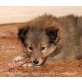 Dazzler Lütt Jung vom Reiterwappen, Sheltie Welpen - Rüde