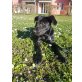 Dea, Labrador retriver Mischling - Hündin