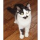 Dea, Main Coon - Katze