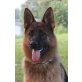 Dea und Cobra, Deutscher Schäferhund - Hündin