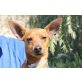 Dean, Zwergpinscher - Rüde