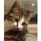 Debbie, Pflegestelle in Plankstadt - Katze
