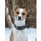 Debby, cooles Boxer-Mix-Mädchen - Hündin