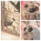 Deby, Mops - Hündin