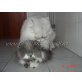 Deckkater - Kater