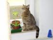 Deckkkater, Britisch Kurzhaarkatze - Kater