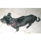 Dedulo, kleiner Terrier-Mix - Rüde