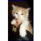 Dee-Jay, Maine Coon - Kater