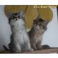 DeiAmorFelini, Somali - Kater