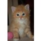 Delia,Dorothea und Duncan, Sibirische Katze - Katze