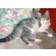 Delia, Hauskatze - Katze