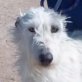 Delia, Mix (Galgo - Rauhhaar) , kastriert, geb. 2006 - Hündin