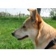 Delia, sucht neues Heim, Husky Mischling - Hündin