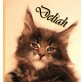 Deliah, Maine Coon - Katze
