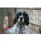 Delilah, English Setter - Hündin