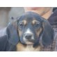 Delilah, Griffon Mix Welpen - Rüde