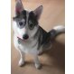 Delilah, Siberian Husky - Hündin