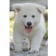 Delilah, Weißer Schweizer Schäferhund - Hündin