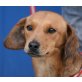 Delisa, Pinscher-Mischlingshündin - Hündin