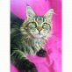 Deluxe Kitty, Maine Coon - Katze