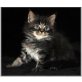 Demeter, Maine Coon - Katze