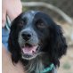 Demi, English Setter - Hündin