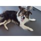 Demian, Border-Collie - Rüde