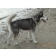 Demon, Siberian Husky - Rüde