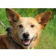 Dena, liebt Menschen mehr als Hunde - Hündin
