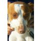 Denco, kastr.,junger menschenbezog., versp., Podenco-Mix - Rüde