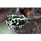 Dendrobates Auratus
