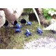 Dendrobates Tinctorius