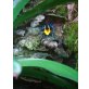 Dendrobates Tinctorius
