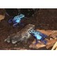Dendrobates Tinctorius azureus - Blauer Pfeil