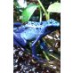 Dendrobates azureus
