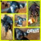 Denis, Mix - Rüde