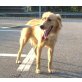 Denis Nr. 2, Golden-Retriever-Mix - Hündin