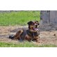Denis, Rottweiler-Mischling - Rüde