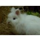 Dennis, Angora - männlich