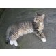 Dennis ......, MC/Perser - Kater