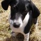 Dennis, Mix - Rüde