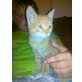 Dennis, kleines Babykätzchen  - Kater
