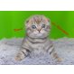 Dennis von Murrtchella, Schottische Faltohrenkatze - Kater