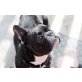 Der einäugige Mou sucht Liebe, Französische Bulldogge - Rüde