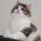 Der hinreißende Doolittle - Kater